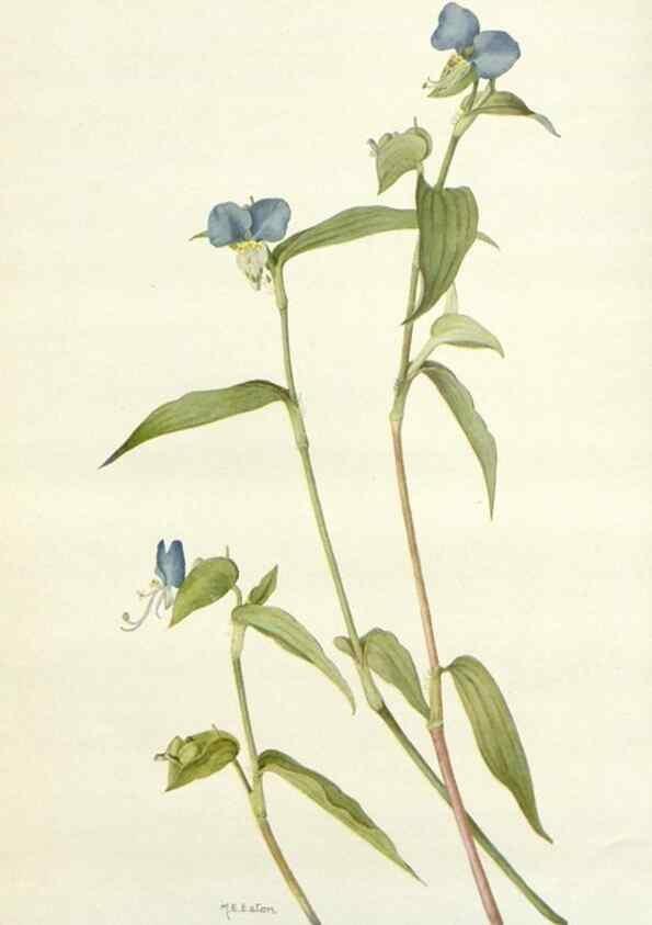 Reproducción/Reproduction 28472361043: Addisonia :. New York :New York Botanical Garden,1916-[1964].