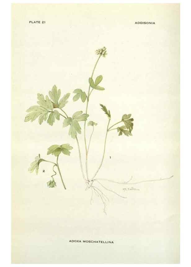 Reproducción/Reproduction 28472363663: Addisonia :. New York :New York Botanical Garden,1916-[1964].