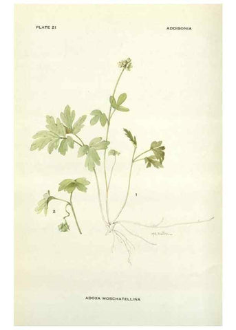 Reproducción/Reproduction 28472363663: Addisonia :. New York :New York Botanical Garden,1916-[1964].