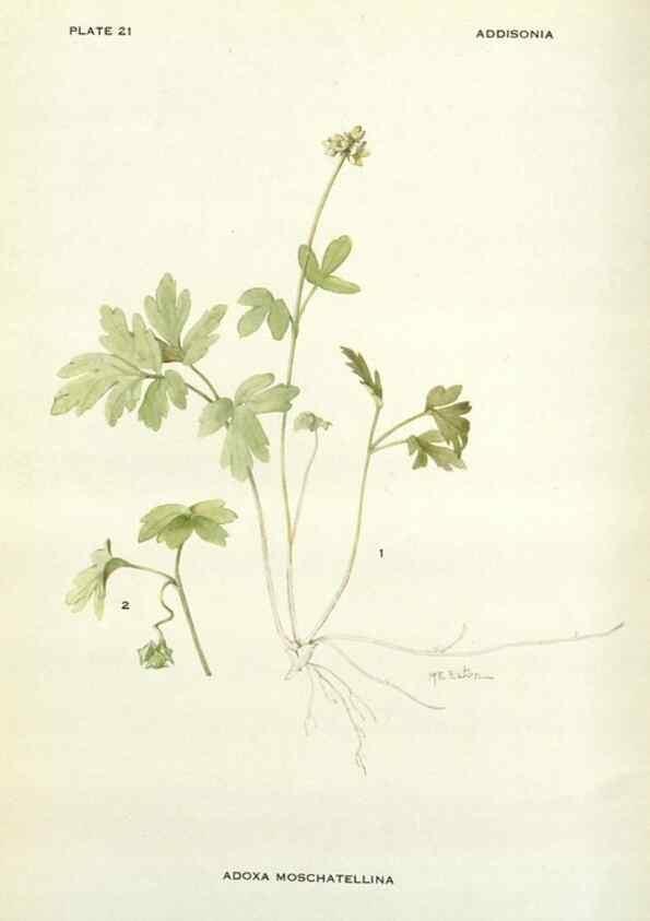Reproducción/Reproduction 28472363663: Addisonia :. New York :New York Botanical Garden,1916-[1964].