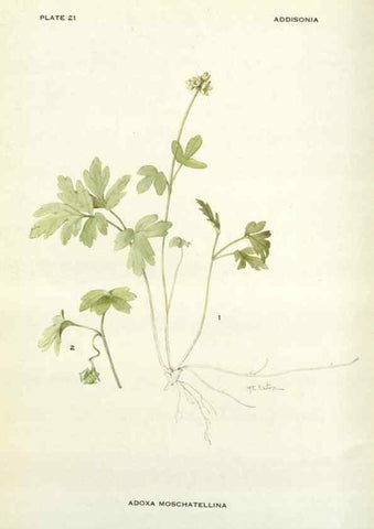 Reproducción/Reproduction 28472363663: Addisonia :. New York :New York Botanical Garden,1916-[1964].