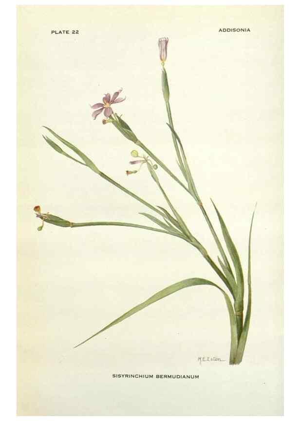 Reproducción/Reproduction 28472365703: Addisonia :. New York :New York Botanical Garden,1916-[1964].