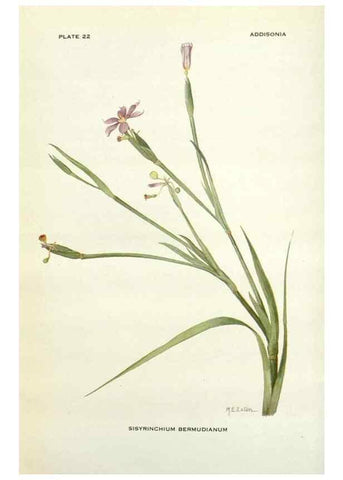 Reproducción/Reproduction 28472365703: Addisonia :. New York :New York Botanical Garden,1916-[1964].