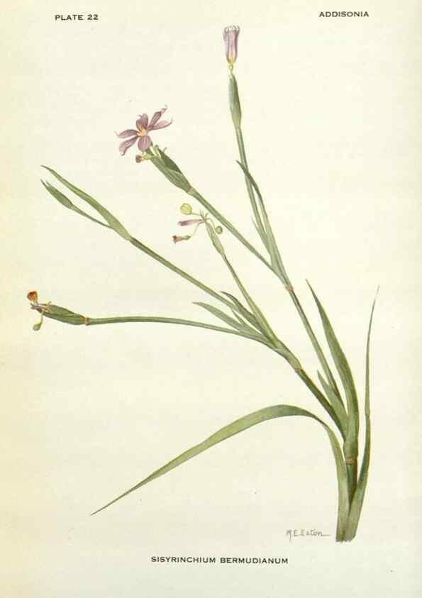 Reproducción/Reproduction 28472365703: Addisonia :. New York :New York Botanical Garden,1916-[1964].