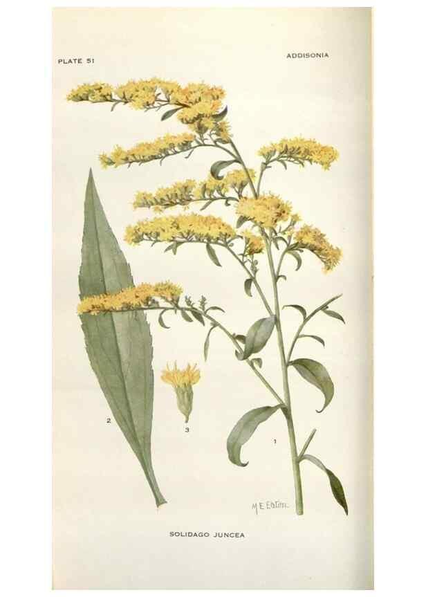 Reproducción/Reproduction 29146135766: Addisonia :. New York :New York Botanical Garden,1916-[1964].