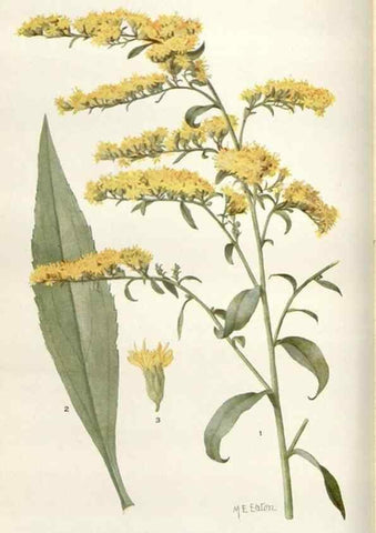 Reproducción/Reproduction 29146135766: Addisonia :. New York :New York Botanical Garden,1916-[1964].
