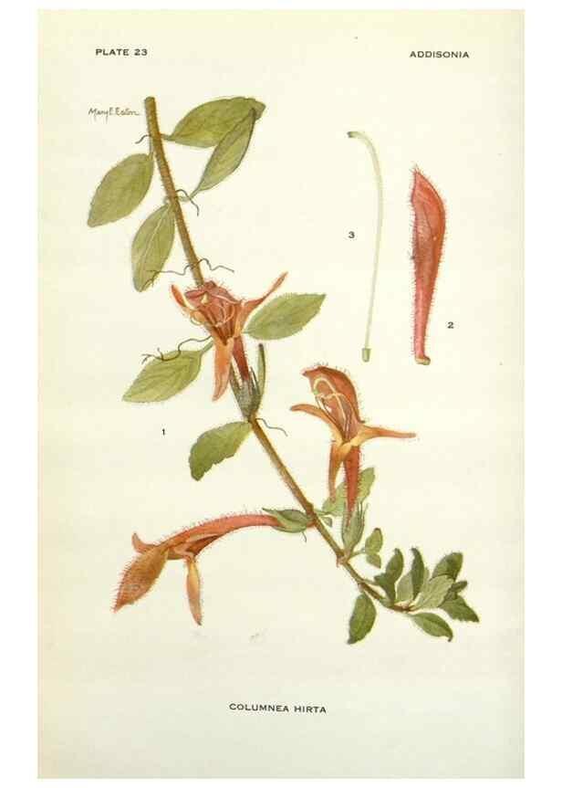 Reproducción/Reproduction 29090682655: Addisonia :. New York :New York Botanical Garden,1916-[1964].