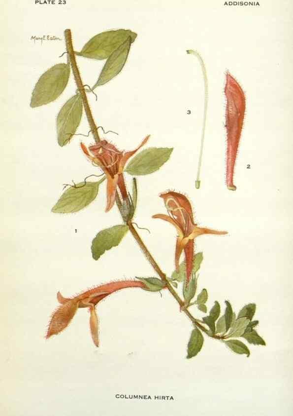 Reproducción/Reproduction 29090682655: Addisonia :. New York :New York Botanical Garden,1916-[1964].