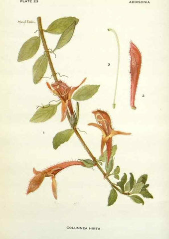 Reproducción/Reproduction 29090682655: Addisonia :. New York :New York Botanical Garden,1916-[1964].