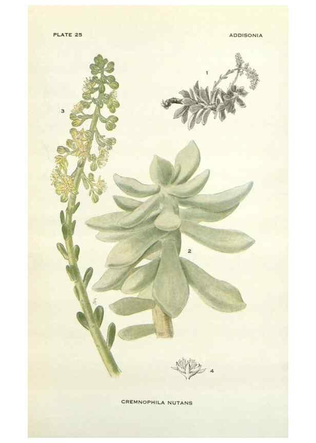 Reproducción/Reproduction 29090691825: Addisonia :. New York :New York Botanical Garden,1916-[1964].