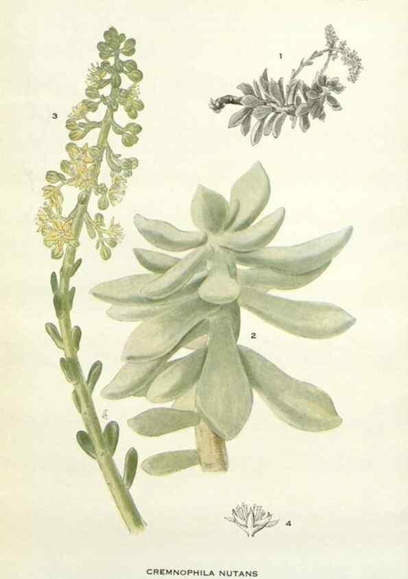 Reproducción/Reproduction 29090691825: Addisonia :. New York :New York Botanical Garden,1916-[1964].