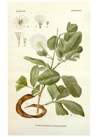 Reproducción/Reproduction 29090699255: Addisonia :. New York :New York Botanical Garden,1916-[1964].