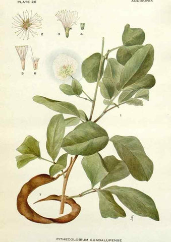 Reproducción/Reproduction 29090699255: Addisonia :. New York :New York Botanical Garden,1916-[1964].