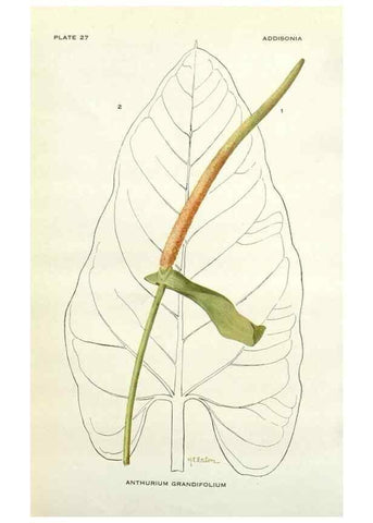Reproducción/Reproduction 28472383393: Addisonia :. New York :New York Botanical Garden,1916-[1964].