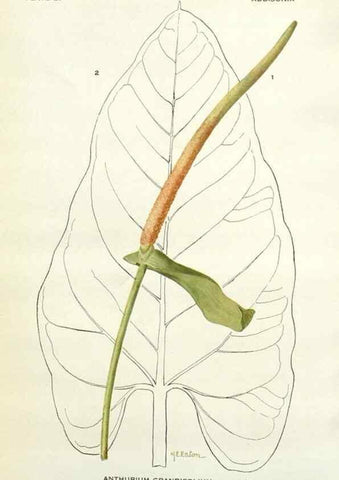 Reproducción/Reproduction 28472383393: Addisonia :. New York :New York Botanical Garden,1916-[1964].