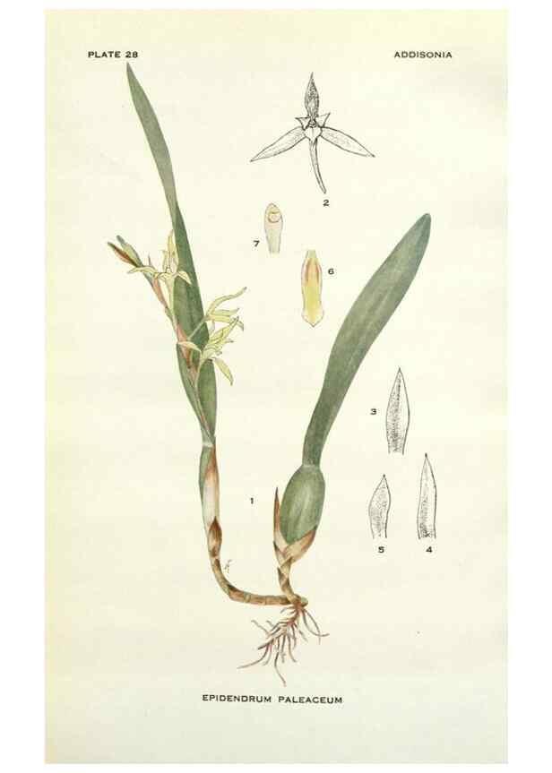Reproducción/Reproduction 28985554842: Addisonia :. New York :New York Botanical Garden,1916-[1964].