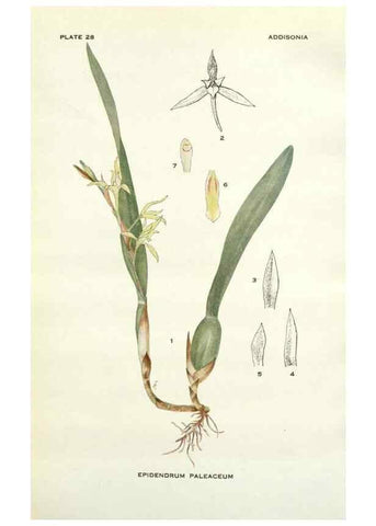 Reproducción/Reproduction 28985554842: Addisonia :. New York :New York Botanical Garden,1916-[1964].