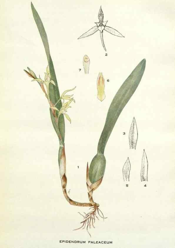 Reproducción/Reproduction 28985554842: Addisonia :. New York :New York Botanical Garden,1916-[1964].