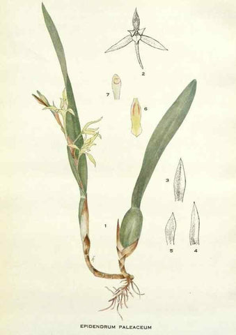 Reproducción/Reproduction 28985554842: Addisonia :. New York :New York Botanical Garden,1916-[1964].