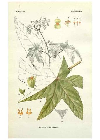 Reproducción/Reproduction 29090712475: Addisonia :. New York :New York Botanical Garden,1916-[1964].