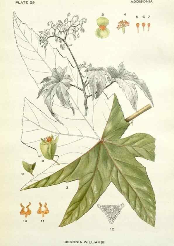 Reproducción/Reproduction 29090712475: Addisonia :. New York :New York Botanical Garden,1916-[1964].