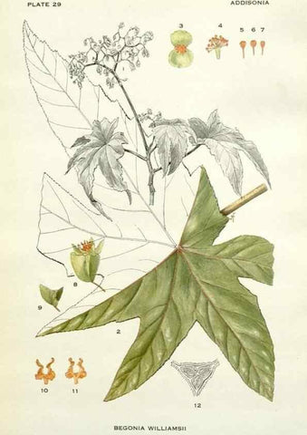 Reproducción/Reproduction 29090712475: Addisonia :. New York :New York Botanical Garden,1916-[1964].