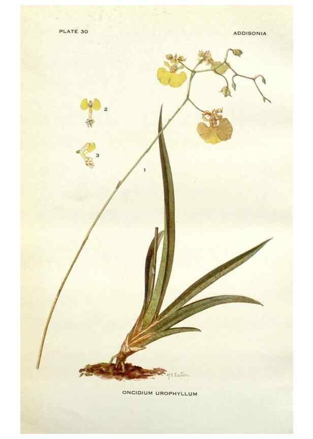 Reproducción/Reproduction 29090716895: Addisonia :. New York :New York Botanical Garden,1916-[1964].