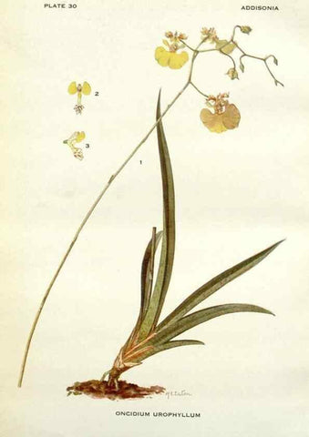 Reproducción/Reproduction 29090716895: Addisonia :. New York :New York Botanical Garden,1916-[1964].