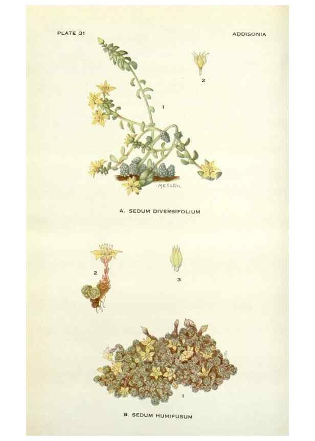 Reproducción/Reproduction 29090721505: Addisonia :. New York :New York Botanical Garden,1916-[1964].