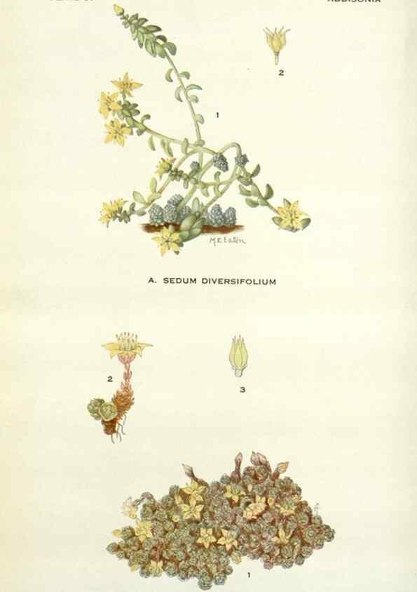 Reproducción/Reproduction 29090721505: Addisonia :. New York :New York Botanical Garden,1916-[1964].