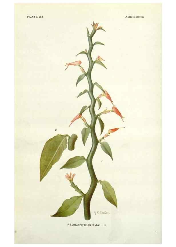 Reproducción/Reproduction 28472374733: Addisonia :. New York :New York Botanical Garden,1916-[1964].