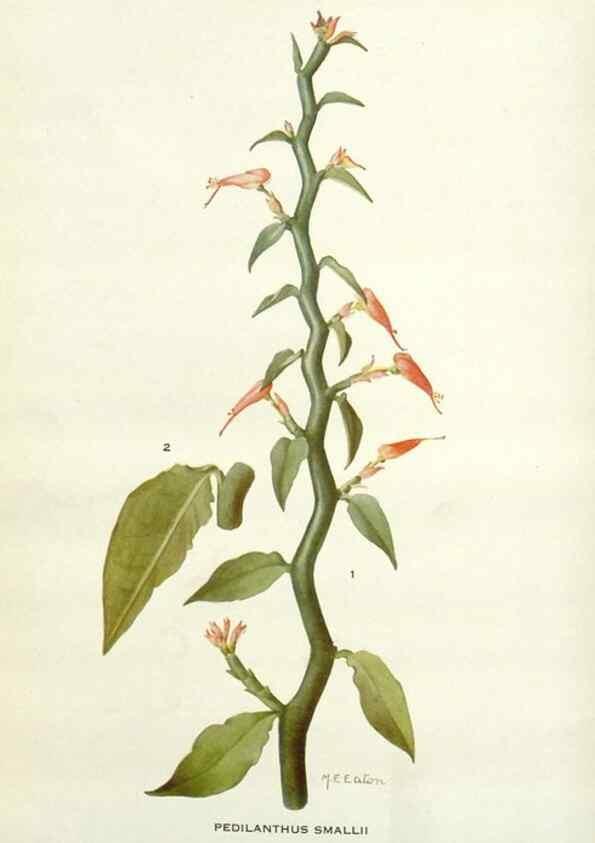 Reproducción/Reproduction 28472374733: Addisonia :. New York :New York Botanical Garden,1916-[1964].