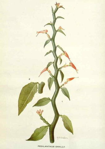 Reproducción/Reproduction 28472374733: Addisonia :. New York :New York Botanical Garden,1916-[1964].