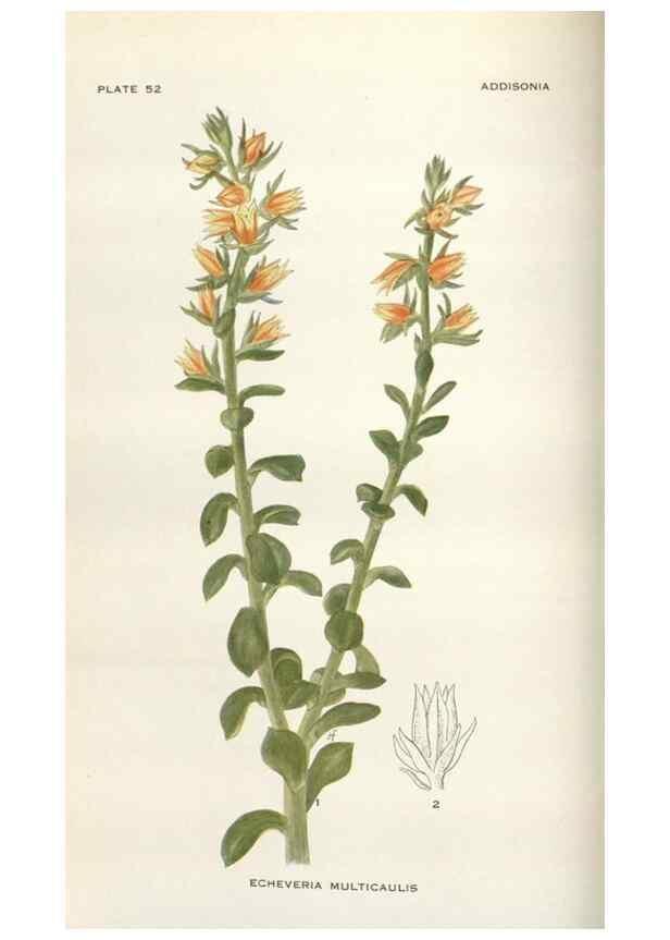 Reproducción/Reproduction 28892079850: Addisonia :. New York :New York Botanical Garden,1916-[1964].