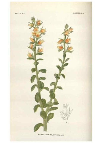 Reproducción/Reproduction 28892079850: Addisonia :. New York :New York Botanical Garden,1916-[1964].