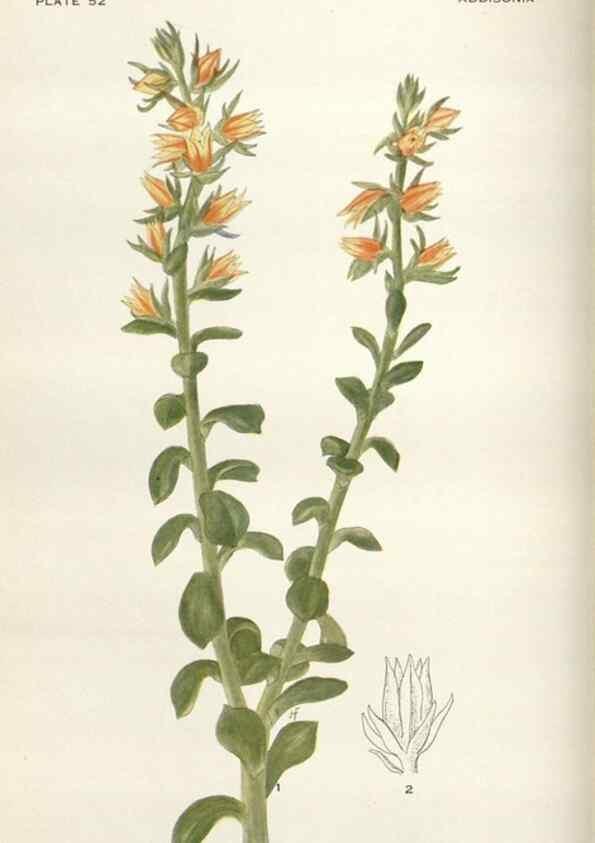 Reproducción/Reproduction 28892079850: Addisonia :. New York :New York Botanical Garden,1916-[1964].
