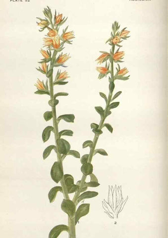 Reproducción/Reproduction 28892079850: Addisonia :. New York :New York Botanical Garden,1916-[1964].