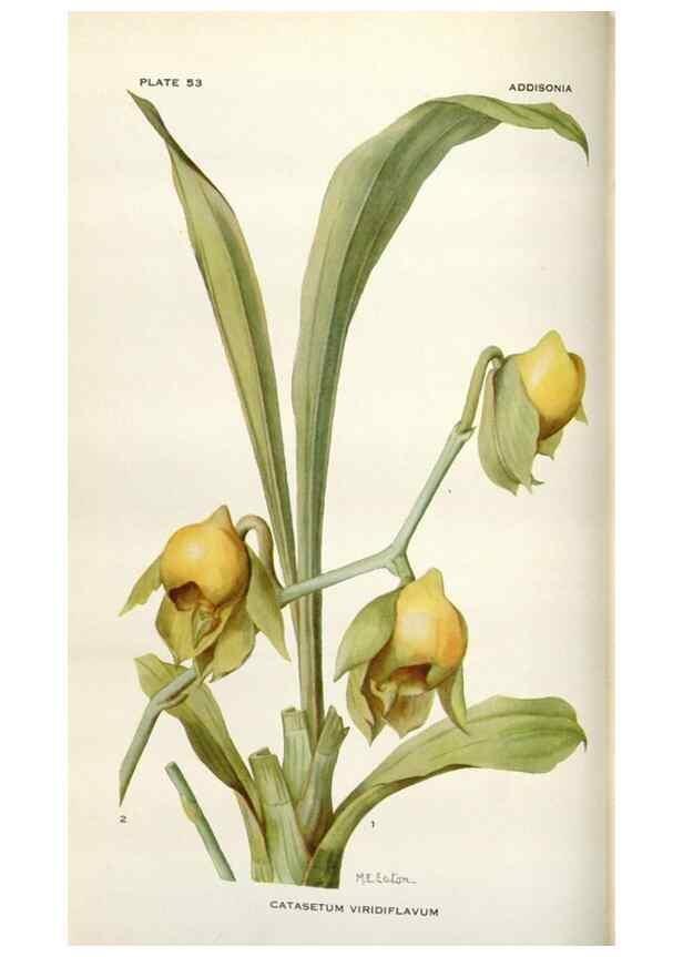 Reproducción/Reproduction 28892086530: Addisonia :. New York :New York Botanical Garden,1916-[1964].