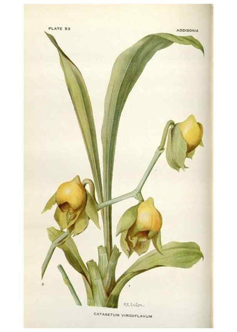 Reproducción/Reproduction 28892086530: Addisonia :. New York :New York Botanical Garden,1916-[1964].