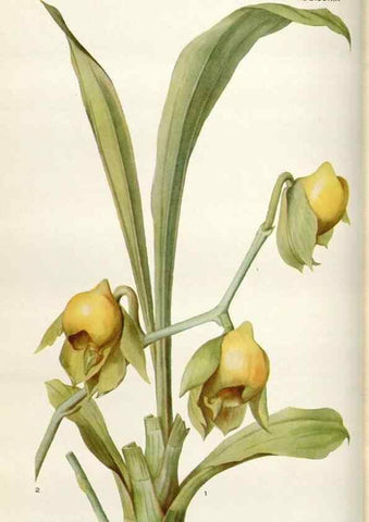Reproducción/Reproduction 28892086530: Addisonia :. New York :New York Botanical Garden,1916-[1964].
