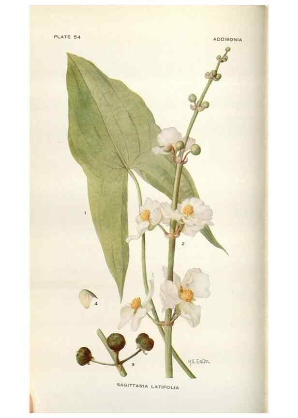 Reproducción/Reproduction 28892095720: Addisonia :. New York :New York Botanical Garden,1916-[1964].