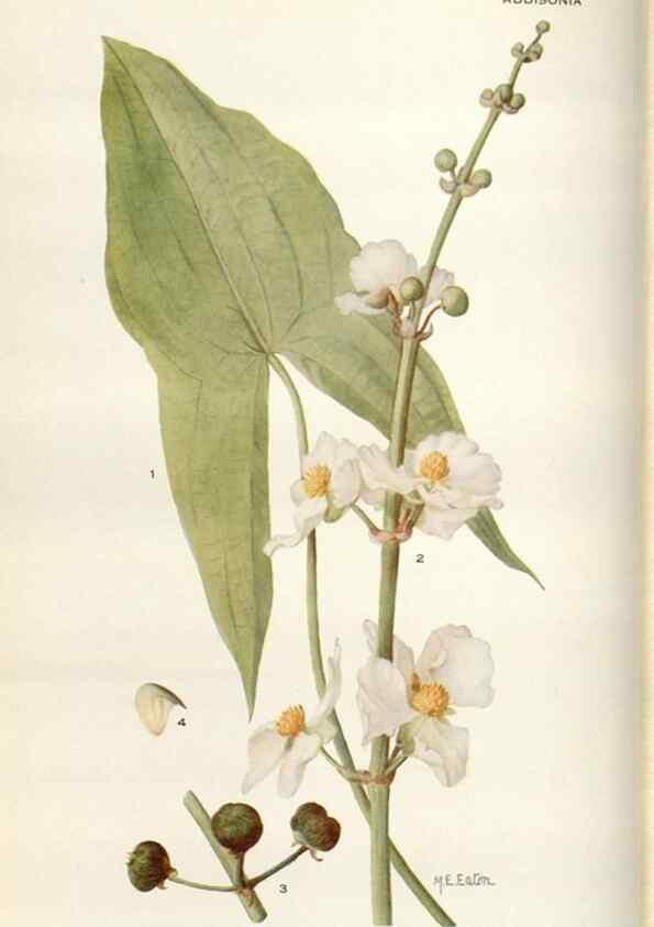 Reproducción/Reproduction 28892095720: Addisonia :. New York :New York Botanical Garden,1916-[1964].