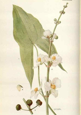Reproducción/Reproduction 28892095720: Addisonia :. New York :New York Botanical Garden,1916-[1964].