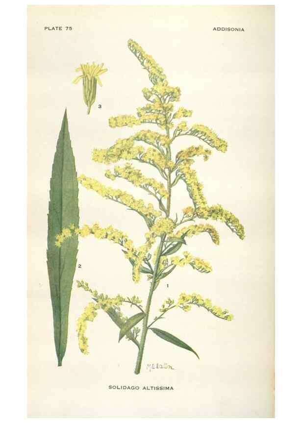 Reproducción/Reproduction 29146229116: Addisonia :. New York :New York Botanical Garden,1916-[1964].