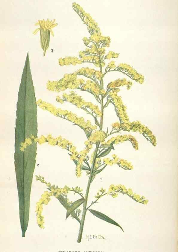 Reproducción/Reproduction 29146229116: Addisonia :. New York :New York Botanical Garden,1916-[1964].