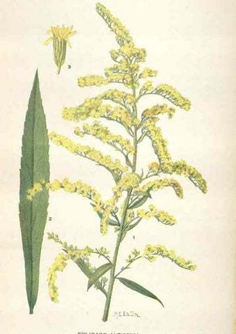 Reproducción/Reproduction 29146229116: Addisonia :. New York :New York Botanical Garden,1916-[1964].