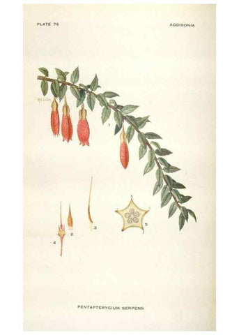 Reproducción/Reproduction 28892220040: Addisonia :. New York :New York Botanical Garden,1916-[1964].
