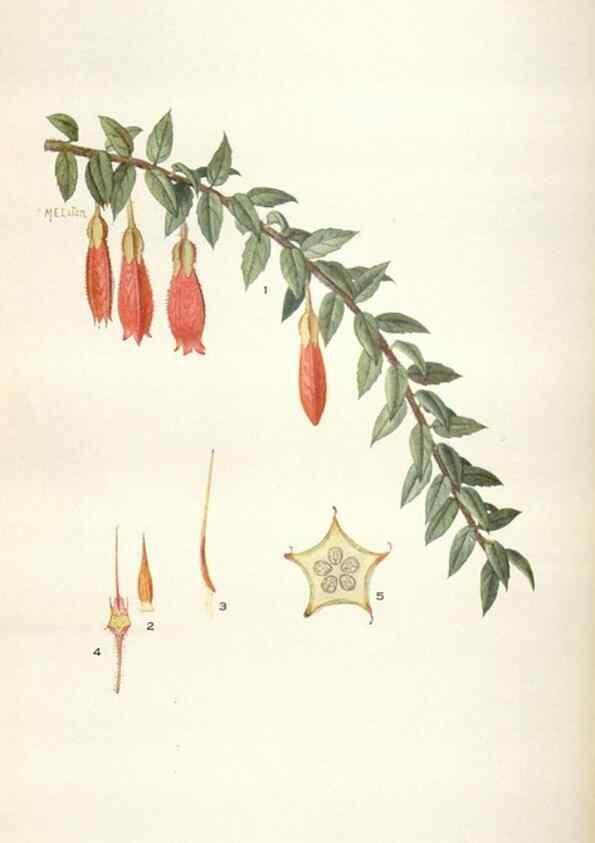 Reproducción/Reproduction 28892220040: Addisonia :. New York :New York Botanical Garden,1916-[1964].