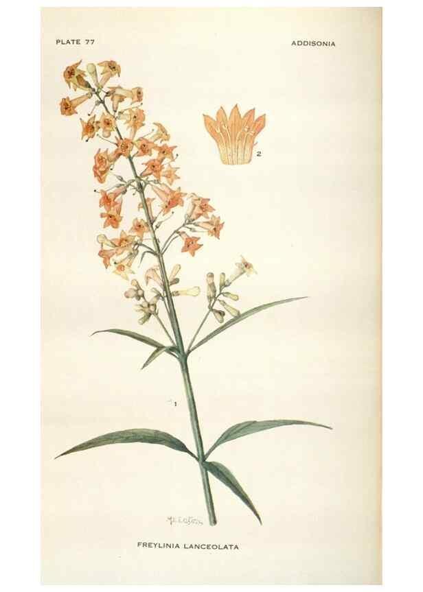 Reproducción/Reproduction 29179859775: Addisonia :. New York :New York Botanical Garden,1916-[1964].