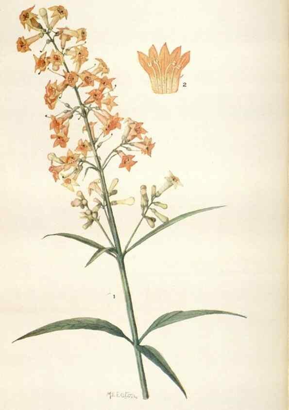 Reproducción/Reproduction 29179859775: Addisonia :. New York :New York Botanical Garden,1916-[1964].